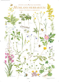 Humlans Herbarium Affisch